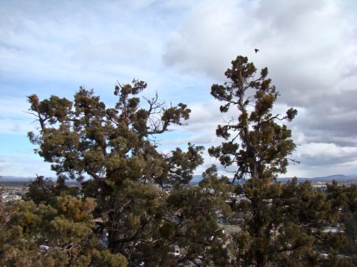 "Be like a bird/ who halting in her flight/ on a limb too slight/ feels it give way beneath her/ yet sings, sings,/ knowing she has wings/ Yet sings, sings!/ knowing she has wings..." a song I learned at Apro :)